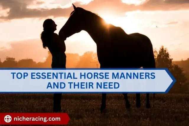 Top Essential Horse Manners and their need