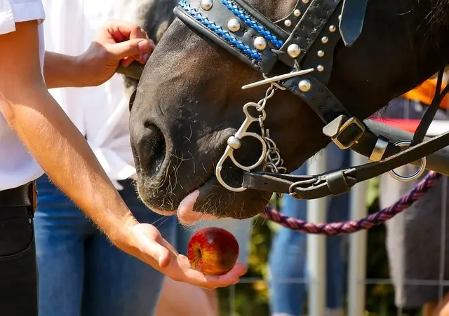 How to Choose Healthy Horse Treats