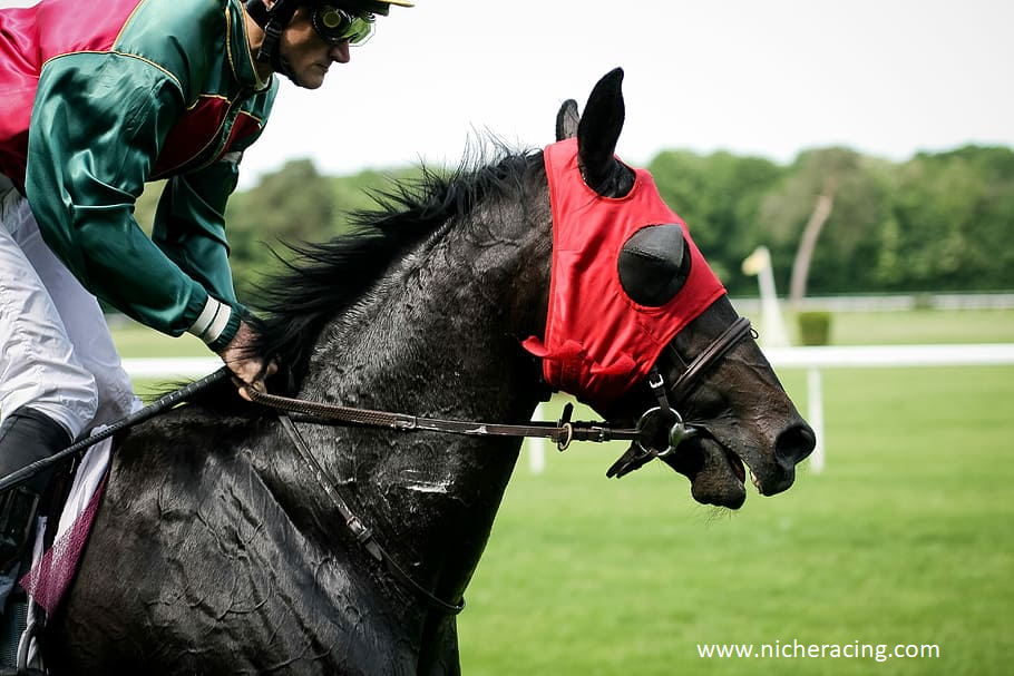 The Future of Horse Racing and Equestrian Sports - Niche Racing