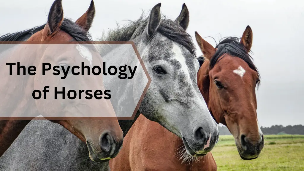 The Psychology of Horses